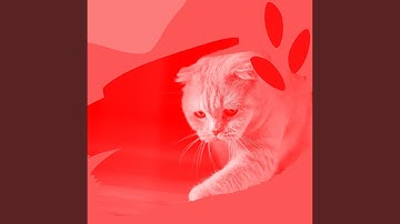 Sumptuous Ambiance for Lazy Cat Days