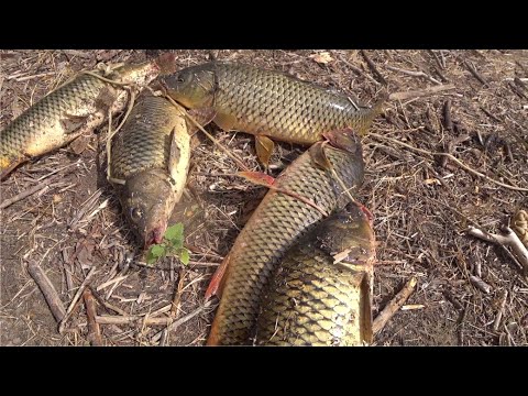 ТУТ РЫБЫ МНОГО - ЗАБРАЛСЯ НА ВЕРХА - УДАЧНАЯ РЫБАЛКА! Продолжаю Обкатывать мотор MIKATSU M5FHS