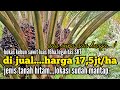 Lahan bekas kebun sawit tak terawatdi jual global harga 175jthalokasi ketapang kalbar