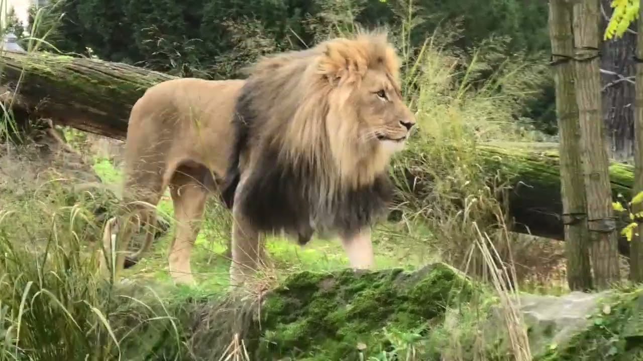 20251104 Lions in Berlin Zoo S4540016