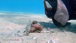 Wiley Octopus Punches Diver || ViralHog