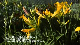 Magic Lantern Canon 5D Mark iii firmware 1.2.3 Raw (MLV) | Shot by @AlexanderKing_