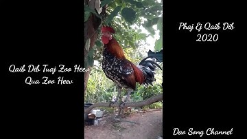 Qaib dib tuaj zoo heev ( 2020 / 06 / 30)