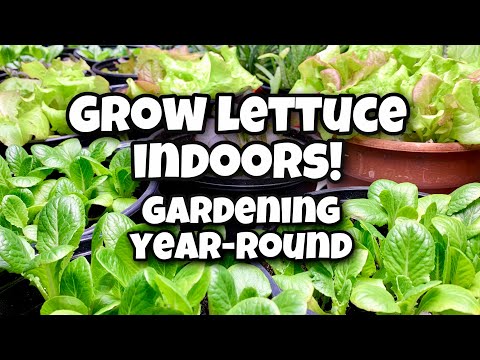 How To Grow Lettuce Indoors - Gardening Year-Round