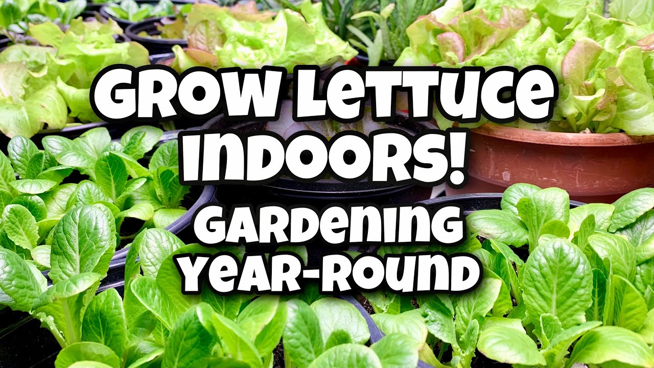 How to Grow Lettuce Indoors Gardening YearRound YouTube