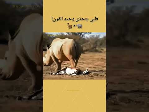 ظبي يتحد ى وحيد القرن