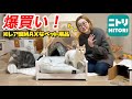 【ニトリ】おすすめレア度MAXの猫グッズ爆買い！