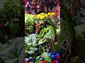 #কি সুন্দর ফুল দেখুন বন্ধুরা#shorts#video#foryou