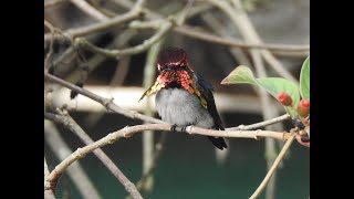 Download Lagu Cuba Birding 2020 MP3