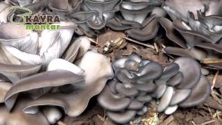 İstiridye Mantarı (Kayın Mantarı) Gelişim Süreci In