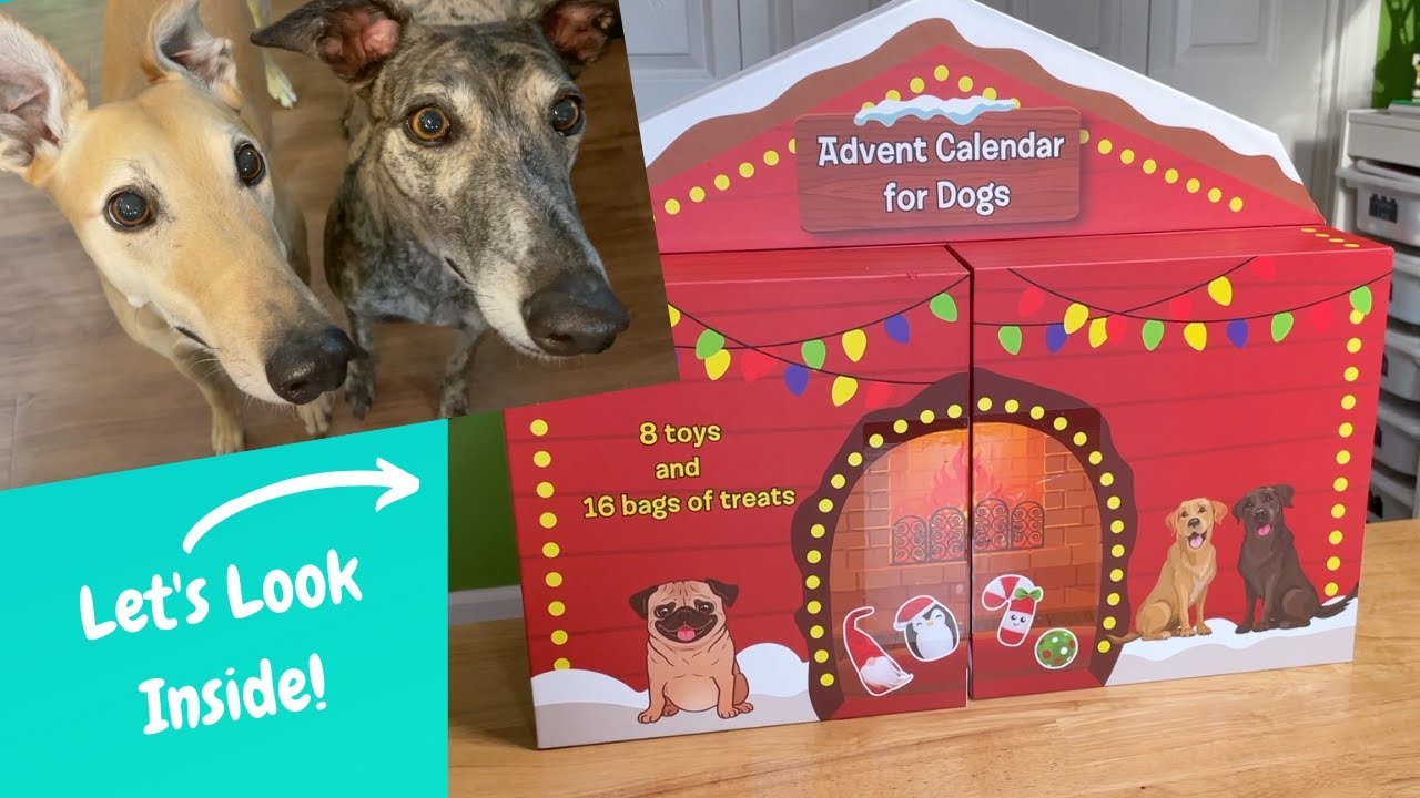 Costco Advent Calendar for Dogs & Day 1 Reveal! Will the Greyhounds