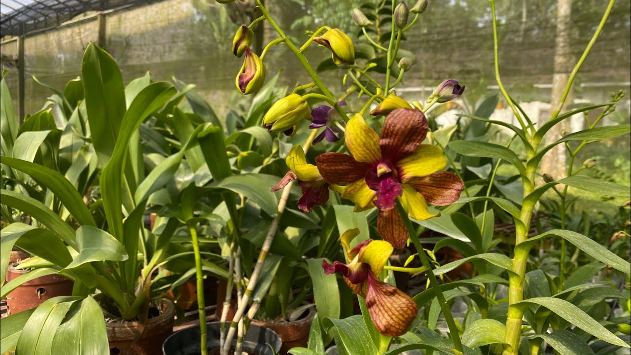 🔴Live Banyak Diskon Wajib di serbuu🥰✅