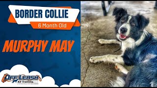 6 Month Old Border Collie | Best Collie Training | Off Leash K9 | Board & Train | Oklahoma