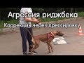 Коррекция агрессивного поведения риджбека, занятие полностью