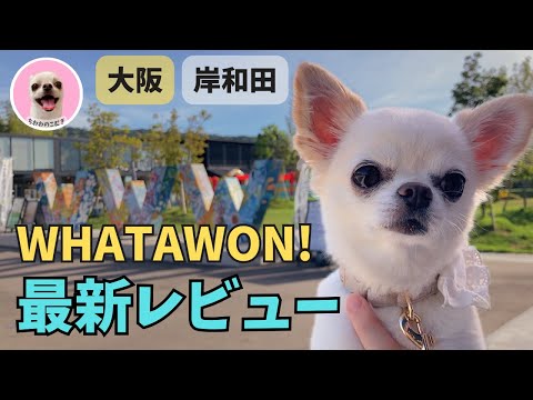 【最新レビュー】チワワとWHATAWONへ|犬連れで楽しめる!大阪・岸和田へお出かけ