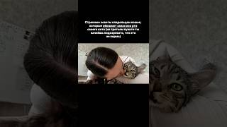 Если ты обожаешь запах изо рта своего кота - защищай его. Арт на витамины вб: #163688556