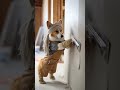 A Corgi Dog – is working as a Skimming Plaster Specialist