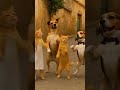 جوبي عراقي Dogs Cats Dancing Joyfully Cute Funny جوبي عراقي Dogs Cats Dancing Joyfully Cute Funny