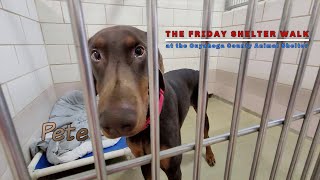 The Friday Shelter Walk At CCAS For The Weekend Of February 25, 2022