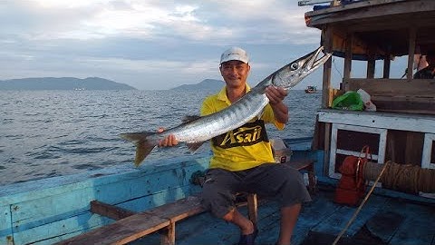 Câu cá mực lá và cá nhồng biển Đà Nẵng, năm  2015. fishing season in Da Nang, autumn and winter 2015