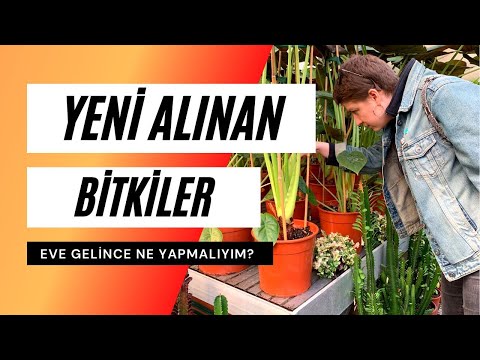 Video: Büyük Bitkileri Yeniden Dikme - Büyük Ev Bitkilerini Ne Zaman ve Nasıl Değiştireceğinizi Öğrenin