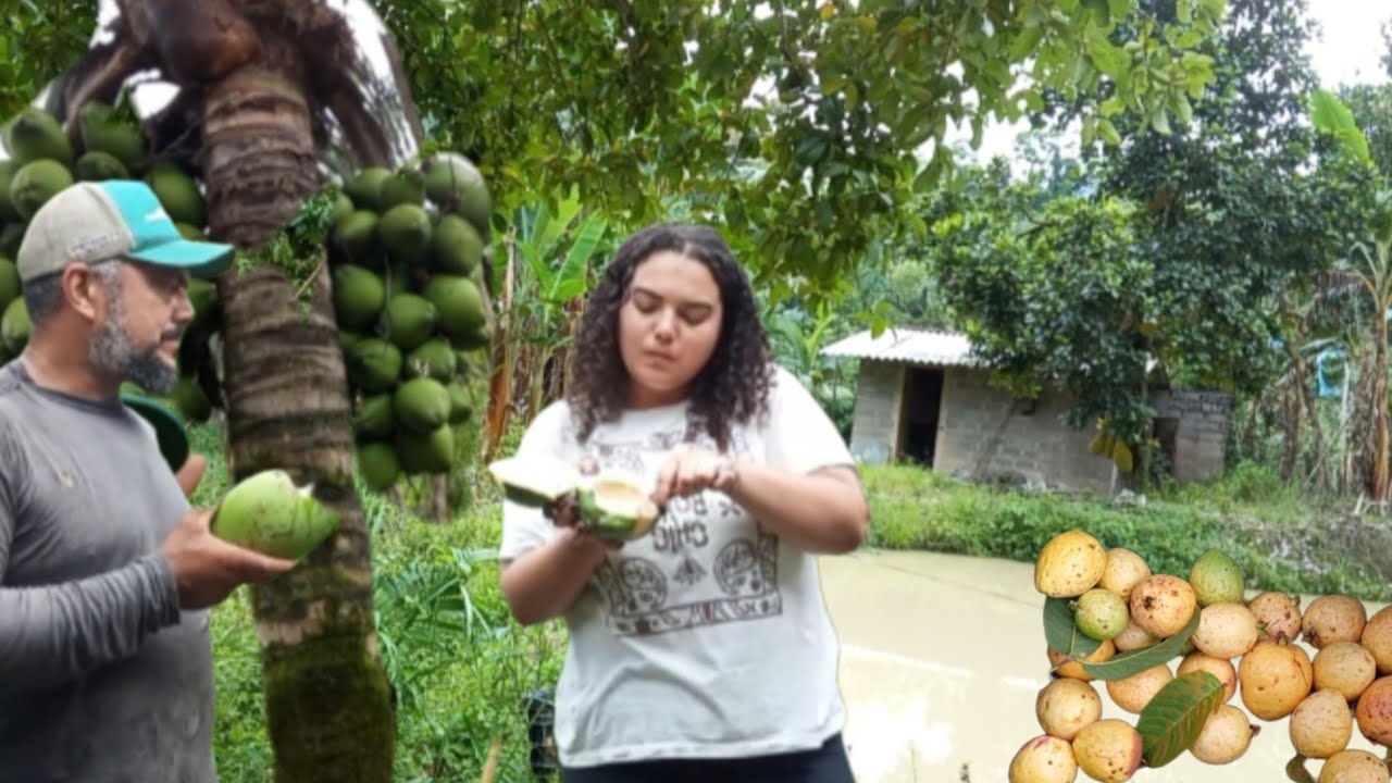 Ela veio me ver e colhemos goiabas aqui tem fartura 