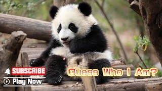 Recognize Who They Are! Childhood Memories Of Lovable Pandas | iPanda