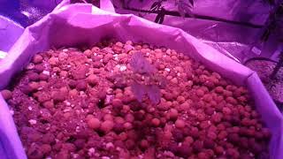 My first indoor grow #53 the garden update the store/ site open shout outs