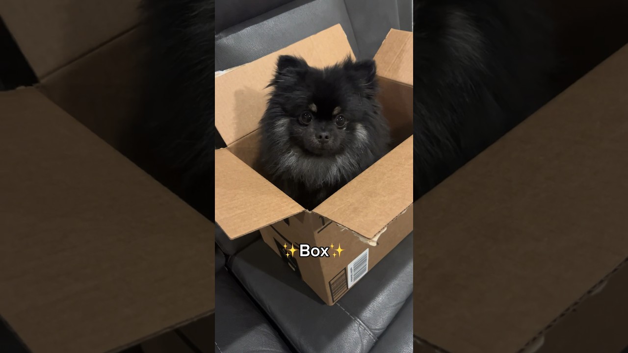 I’ve been sleeping in a ✨cardboard box✨ 