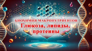 Биохимия макронутриентов простыми словами: Глюкоза, липиды, протеины