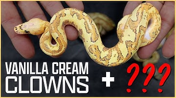 New Vanilla Cream Clown Combos!