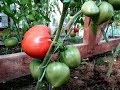 Самые скороспелые томаты из крупноплодных / Результат обработки от кладоспориоза