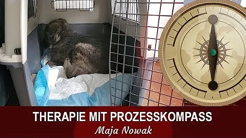 Ein Kompass fr dein Leben - Maja Nowak