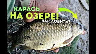 Как и на что ловить карася на озере? Как и на что ловить карася на озере?