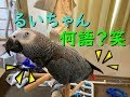喋ってる途中、意味不明すぎて思わず飼い主ツッコミ入れる(笑) ヨウムのるいちゃん