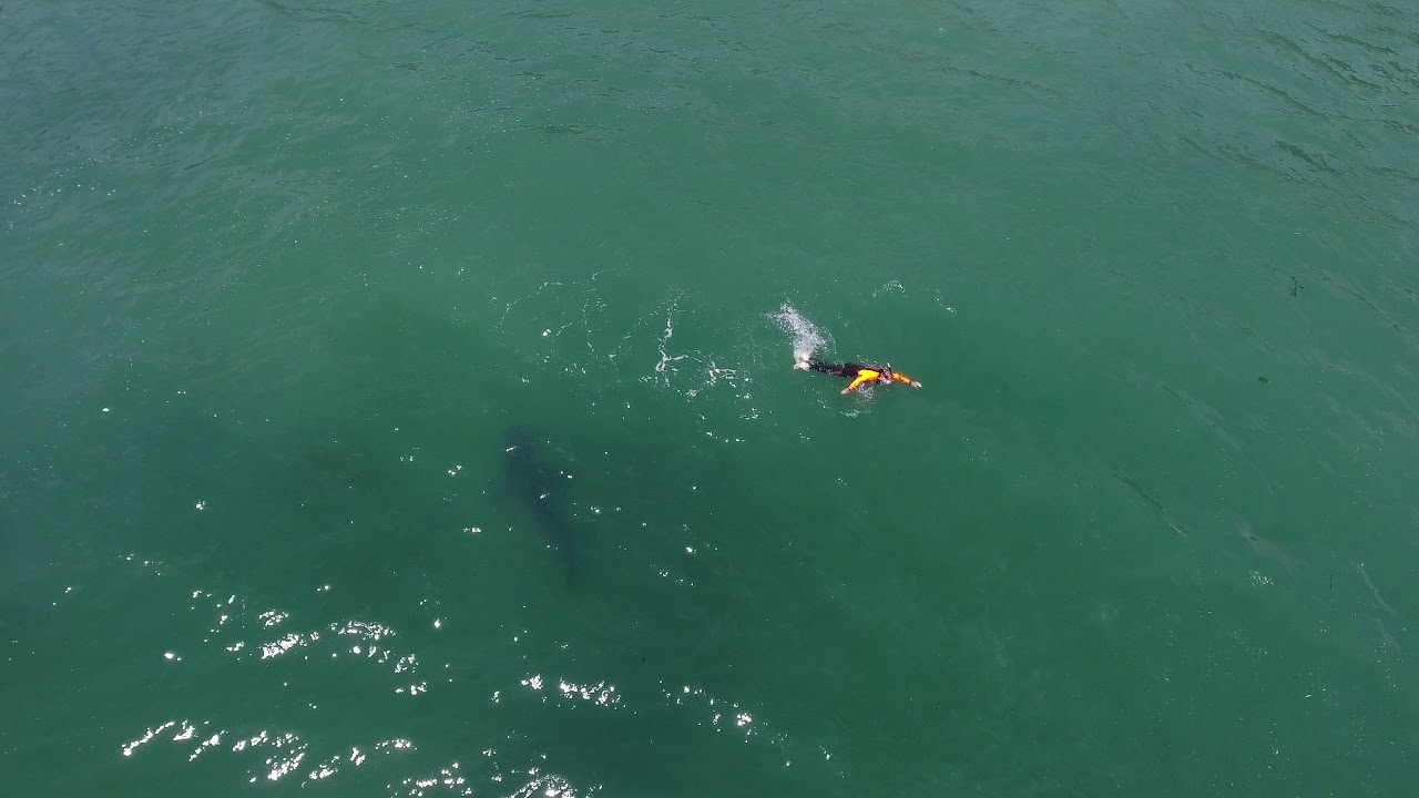 11 Close Encounters Of The Shark Kind