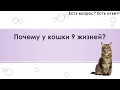 Почему у кошки 9 жизней? [155]