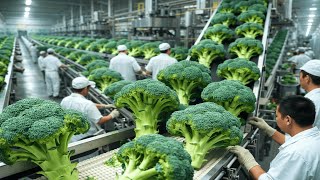 Inside a Modern Broccoli Factory: From Fresh Broccoli to Frozen Broccoli Florets (Full Process)
