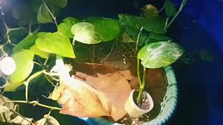 I added money plant is guppy fish tank 🤩🤩