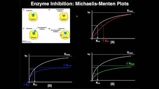 Enzyme Inhibitors | Mechanisms, Michaelis-Menten Plots, & Effects