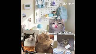 ||math the problem||cat meme||#shorts#capcut#video#edit