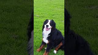 This Bernese Mountain Dog and Tibetan Spaniel are best friends