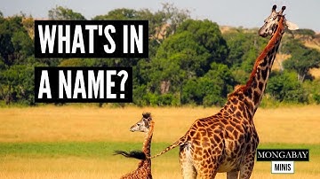 Giraffe conservation could be hindered by dispute around species identification