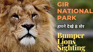 Bumper Lions Sighting | Gir National Park | Gir Forest | Jungle Safari | #girnationalpark #sasangir
