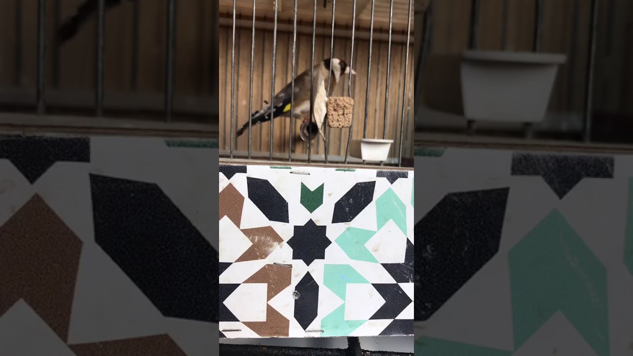 اذا اردت ان تسمع حسون ملكي أسطورة تمقنين بمعنى الكلمة فأنت في المكان المناسب