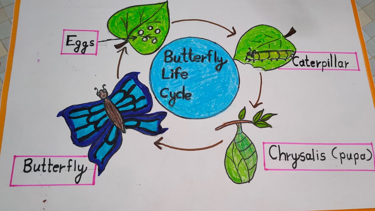 ## how to draw butterfly life cycle/butterfly life cycle drawing/kid's ...