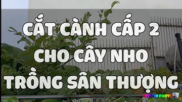 Hướng Dẫn Cắt Cành Cấp 2 Cho Cây Nho Trồng Sân Thượng