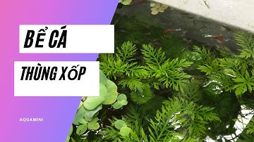 Bể Cá Thùng Xốp, Đơn Giản, Dễ Chăm Sóc | AQUA MINI