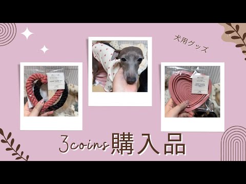 【購入品紹介】3coinsで可愛い犬グッズ発見！
