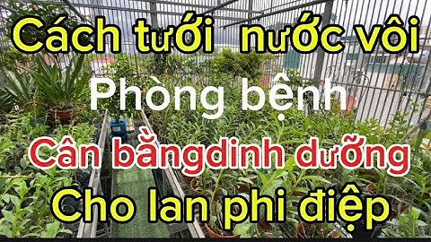 Cách tứoi nước vôi phòng bệnh cân bằng dinh dưỡng cho lan phi điệp
